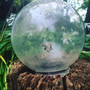The Crystal Ball Can you predict what food is hurting your wellness?